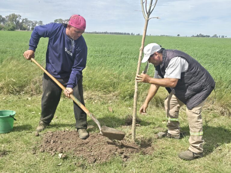 Sastre y Ortiz continúa con la reposición y renovación del arbolado urbano